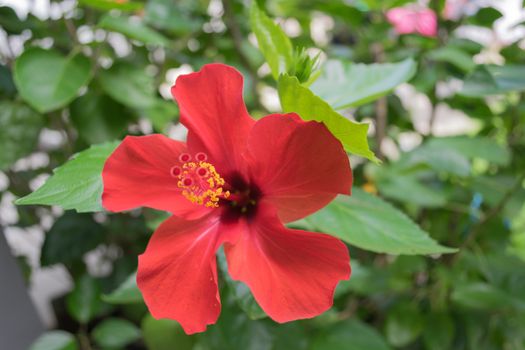 Red Hibiscus flowers.