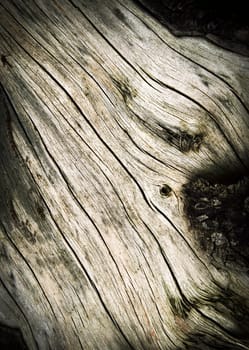 background or texture detail of dried up old stump