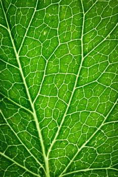 abstract background or texture detail on green leaf capillaries