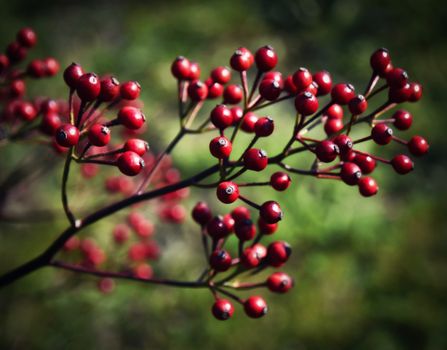season autumn retro background red Rosehips