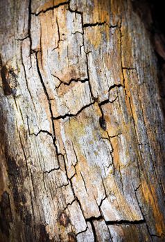 abstract background or texture with cracks old tree trunk