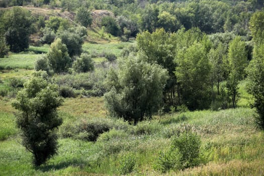 tree and wild grasses in hilly scenic landscape