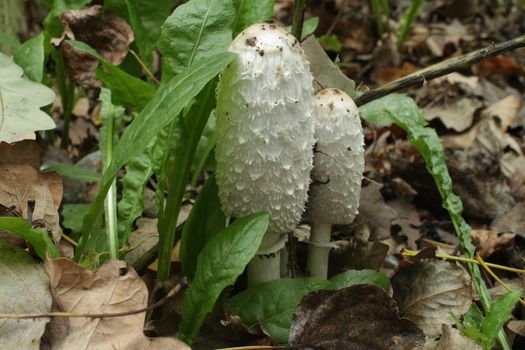 Mushroom Coprinus comatus among fallen leaves  close to