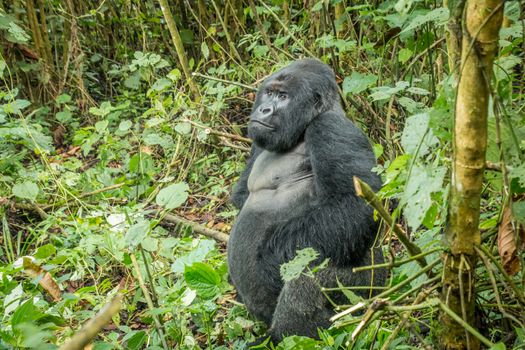 Silverback Mountain gorilla sitting in the forest in the Virunga National Park, Democratic Republic Of Congo.