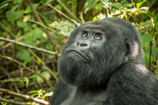 Silverback Mountain gorilla looking up in the Virunga National Park, Democratic Republic Of Congo.