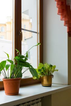 Two potted flower stand on the windowsill