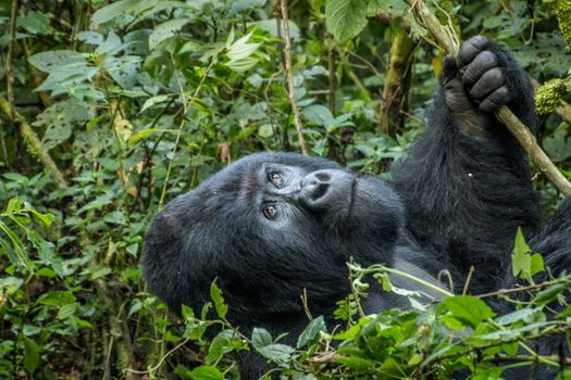 Silverback Mountain gorilla looking up in the Virunga National Park, Democratic Republic Of Congo.