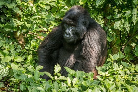 Mountain gorilla sitting in the leaves in the Virunga National Park, Democratic Republic Of Congo.