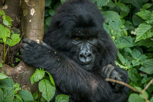 Mountain gorilla sitting in the leaves in the Virunga National Park, Democratic Republic Of Congo.