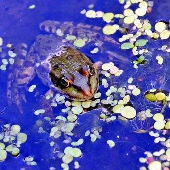 a frog in the lake, among aquatic plants