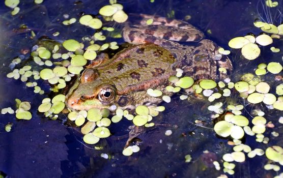 a frog in the lake, among aquatic plants