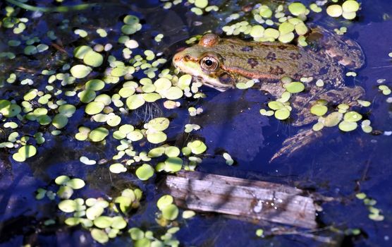 a frog in the lake, among aquatic plants