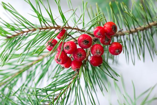 Christmas and New Year seasonal background with pine tree branches and red rowan berries, copy space