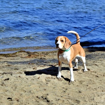 the young dog walk at the lake