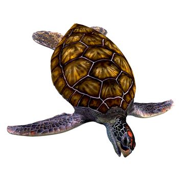 The Green Sea Turtle is found in tropical and subtropical seas around the world and have an omnivorous diet.