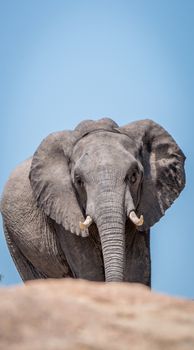 Close up of an Elephant in the Kruger National Park, South Africa.