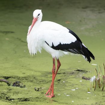 Adult stork walking in a pond filled with duckweed