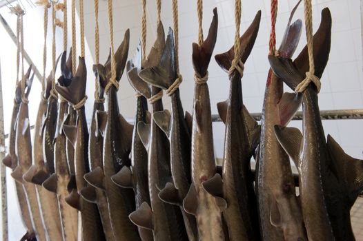 Caviar processing plant, Group of sturgeons hanging by the tail