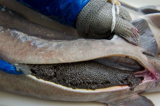 Workers prepare caviar, removing the eggs of a female sturgeon, Europe