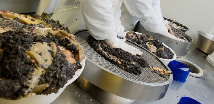 Caviar processing plant, measuring the quality of sturgeon eggs, Europe