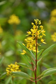 Thryallis are blooming with little golden flower(Galphimia glauca)