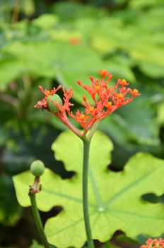 Jatropha podagrica is a species of plants known by several English common names, including bottleplant shrub and gout plant
