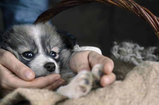 Sad homeless puppy, little foundling. Selective focus