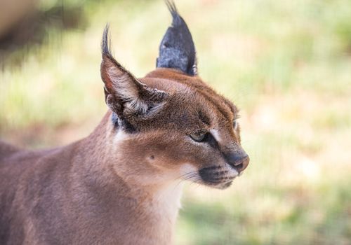 Caracal or African Lynx with pointed tufted ears