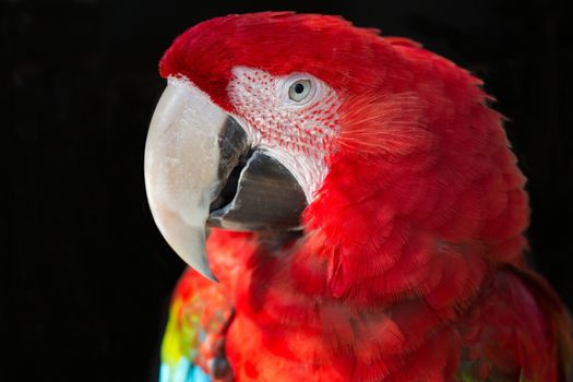 Beautiful Scarlet Macaw with large beak looking intently