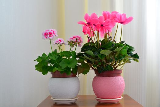 Pink cyclamen and geranium on a background of white curtains