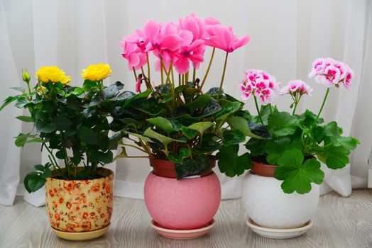 cyclamen, rose and geranium on a background of white curtains