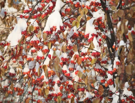 red apples on the branches covered with snow