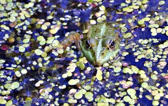 a frog in the lake, among aquatic plants