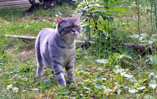 gray Cat in the Green Grass in Summer