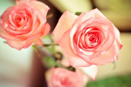 Pink Spring Rose Flower on the Table