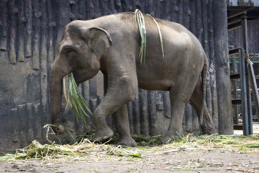 big alone elephant inside zoo compound cage