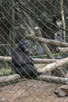 sad funny monkey inside cage endangered species