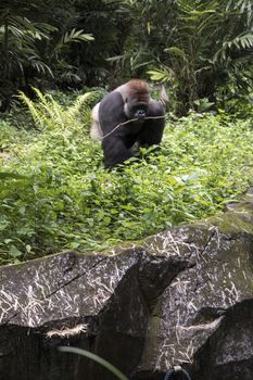wild lonely big endangered gorilla in the forest