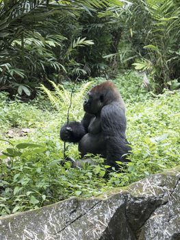 wild lonely big endangered gorilla in the forest