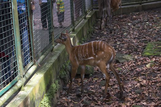Sambar Deer Cervus unicolour in Zoo Cage