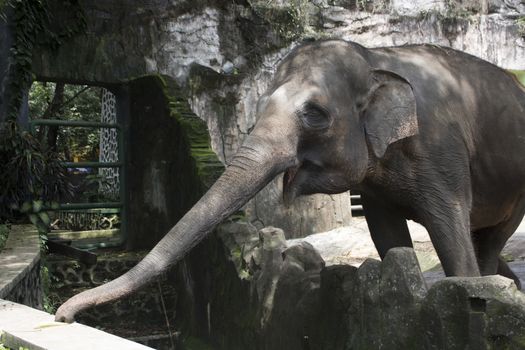 happy adorable indonesia elephant in compound cage