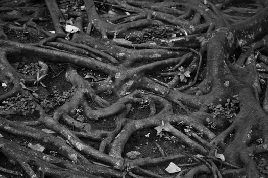 tree roots leaf branch grow jungle forest