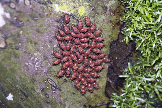 little group of red baby ants on tree
