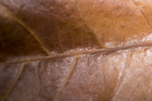 Close up of colorful autumnal leaf macro photo
