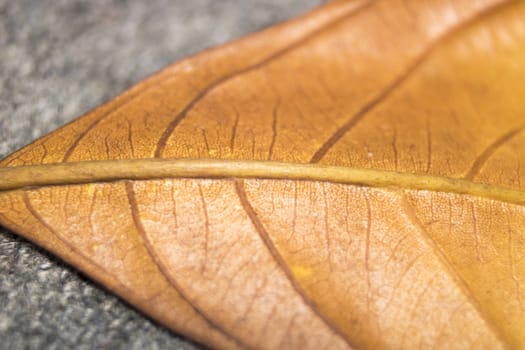 Close up of colorful autumnal leaf macro photo