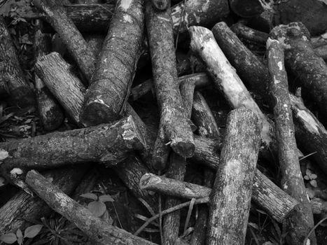 Stacked tree wood logs on the grass ground