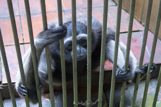 sad funny monkey inside cage endangered species