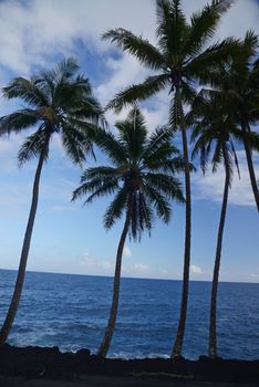 Coconut Tree from Hilo, Big Island