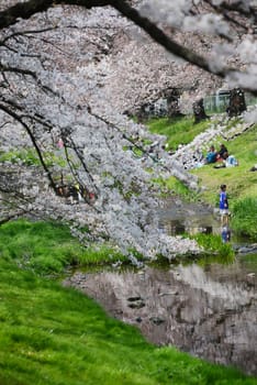 cherry blossom near tachikawa tokyo