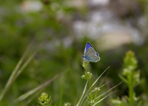 beautiful blue butterfly on flower in garden , blurred background